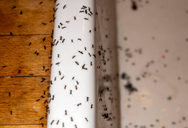 Best Pest Control Near Me  in Louisvle, IL
